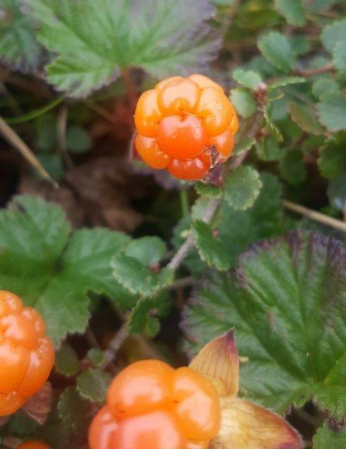 Cloudberry